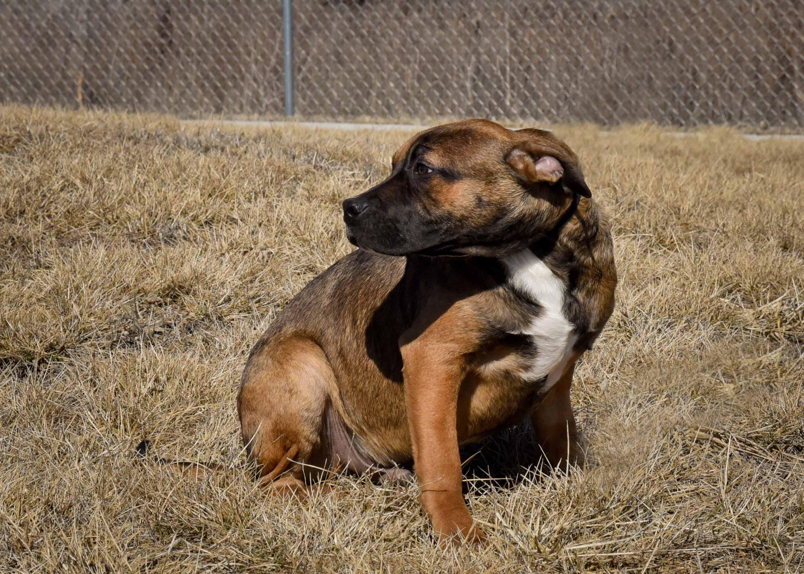 Flake, a Adoptable mixed breed in Jefferson, IA image 2/3