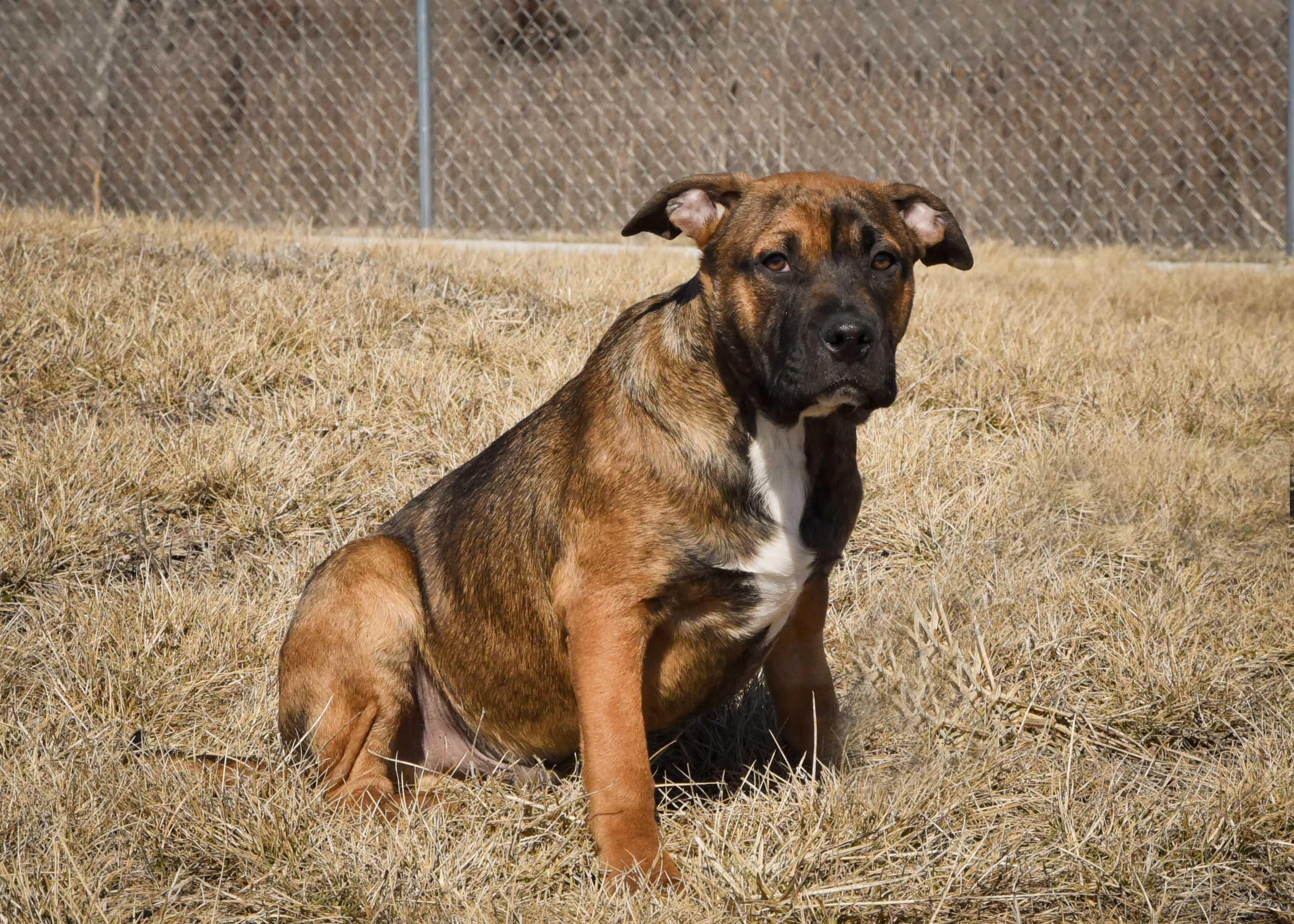 Flake, a Adoptable mixed breed in Jefferson, IA image 3/3