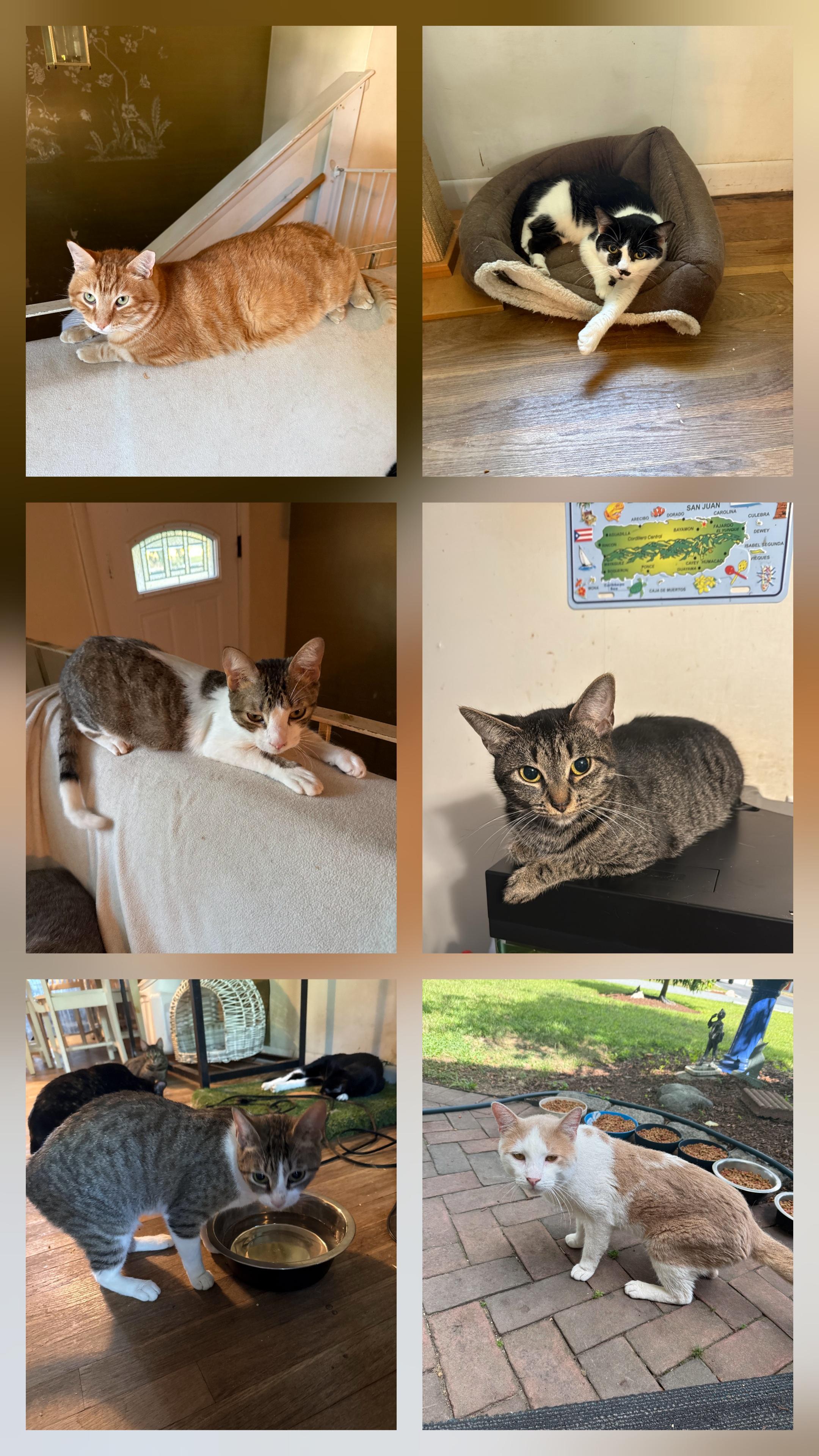 Enlarge Courtesy Post, a Adoptable Domestic Short Hair in Medfield, MA image 1/1