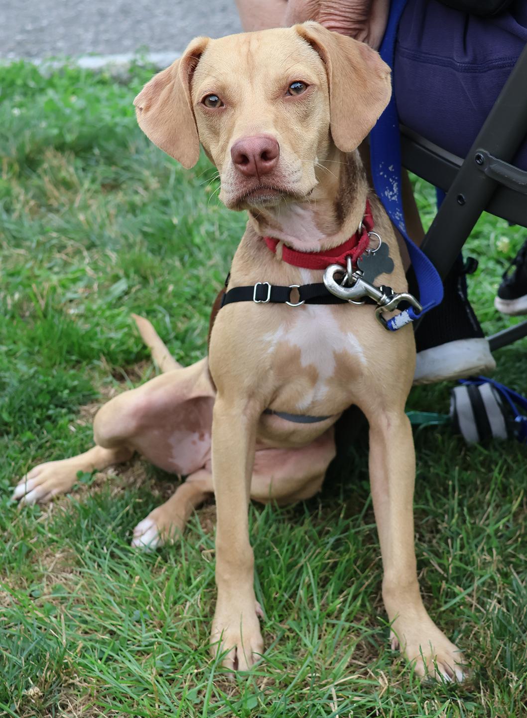 Hollis, a ADOPTABLE mixed breed in Harrison, NY image 1/6