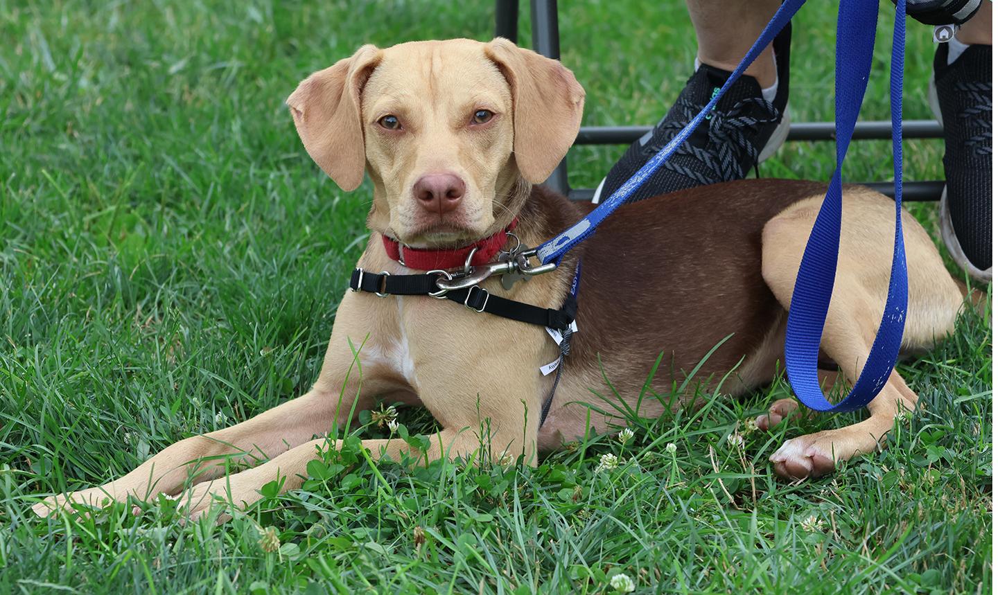 Hollis, a ADOPTABLE mixed breed in Harrison, NY image 3/6