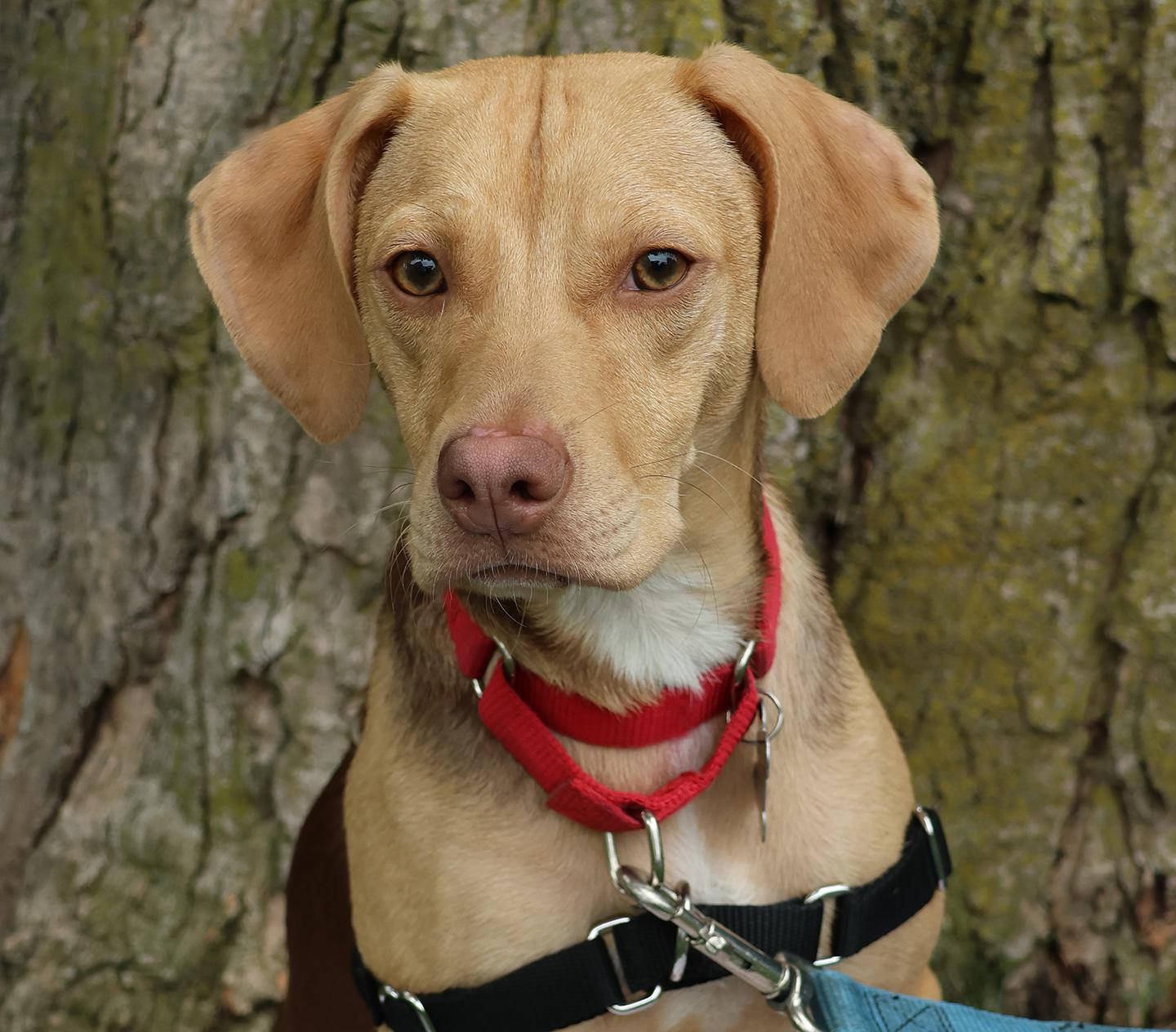 Hollis, a ADOPTABLE mixed breed in Harrison, NY image 5/6