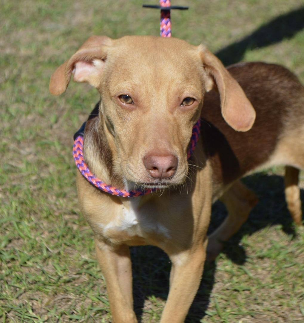 Hollis, a ADOPTABLE mixed breed in Harrison, NY image 3/4
