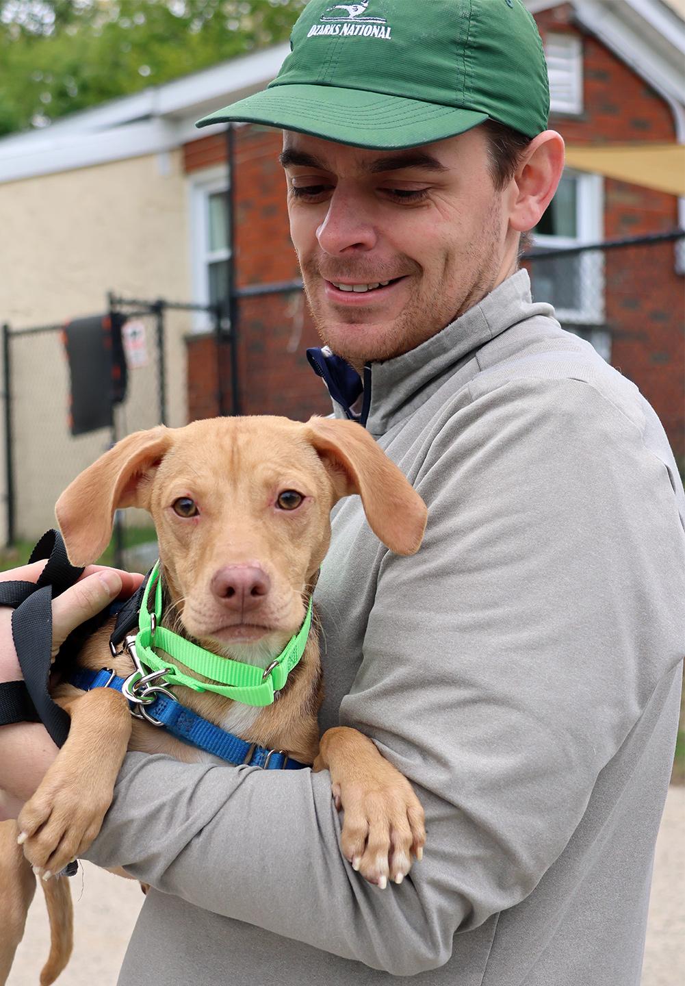 Hollis, a ADOPTABLE mixed breed in Harrison, NY image 1/4