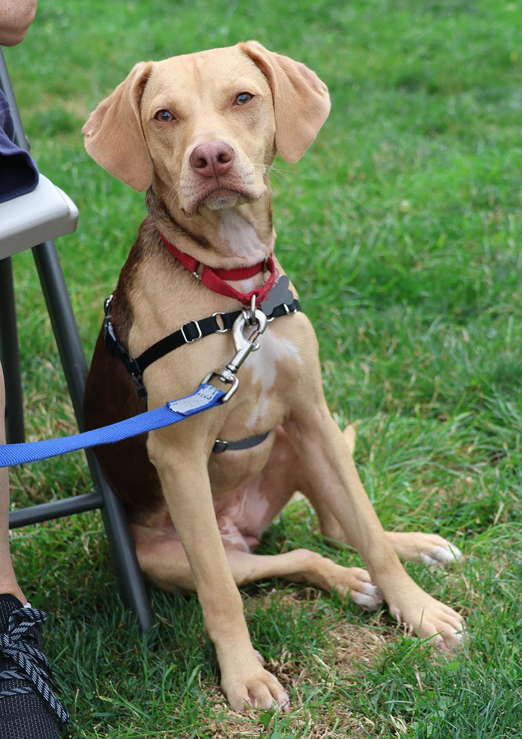 Hollis, a ADOPTABLE mixed breed in Harrison, NY image 2/6