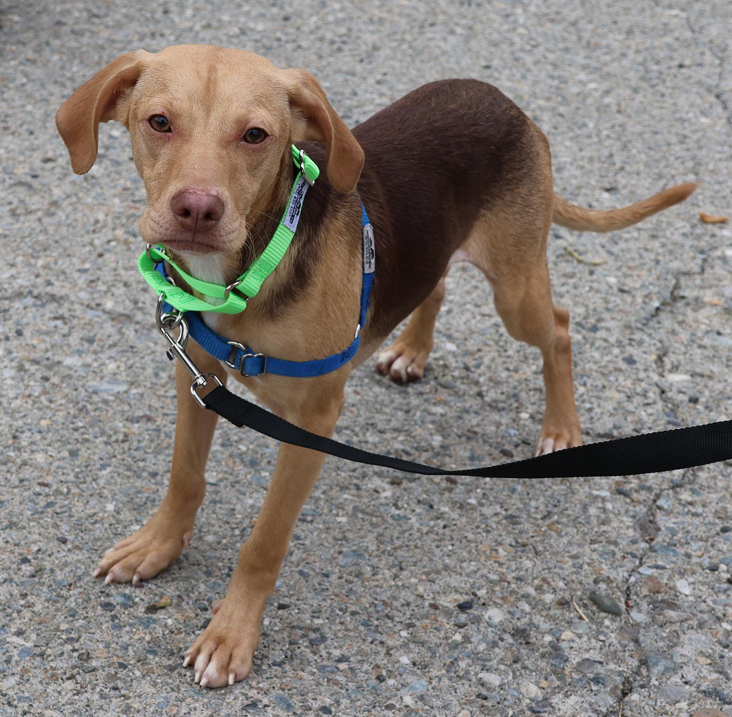 Hollis, a ADOPTABLE mixed breed in Harrison, NY image 2/4