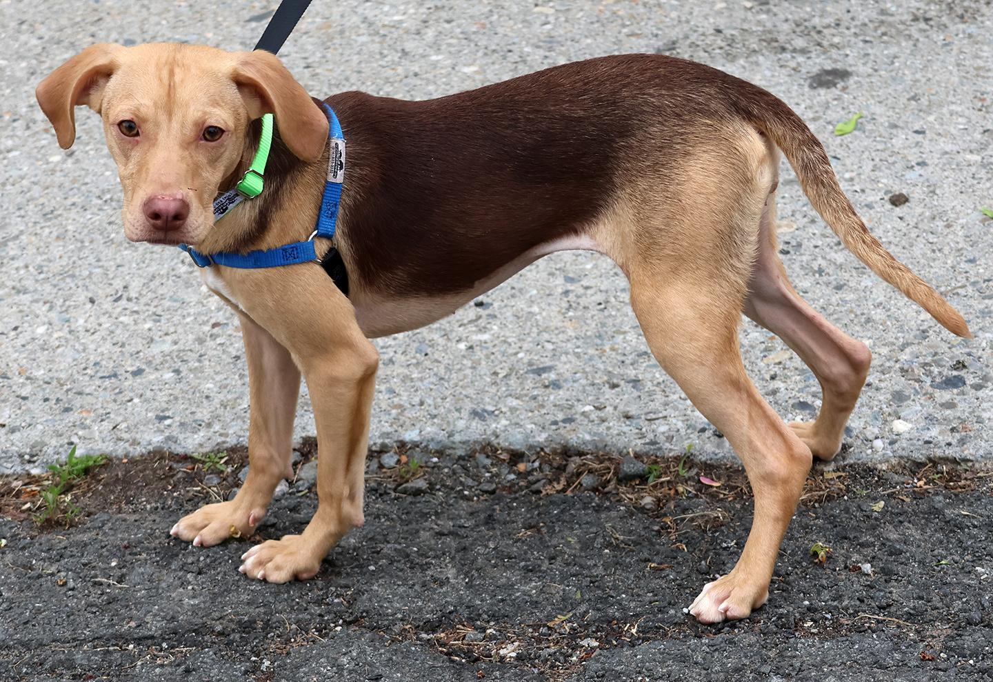 Hollis, a ADOPTABLE mixed breed in Harrison, NY image 4/4