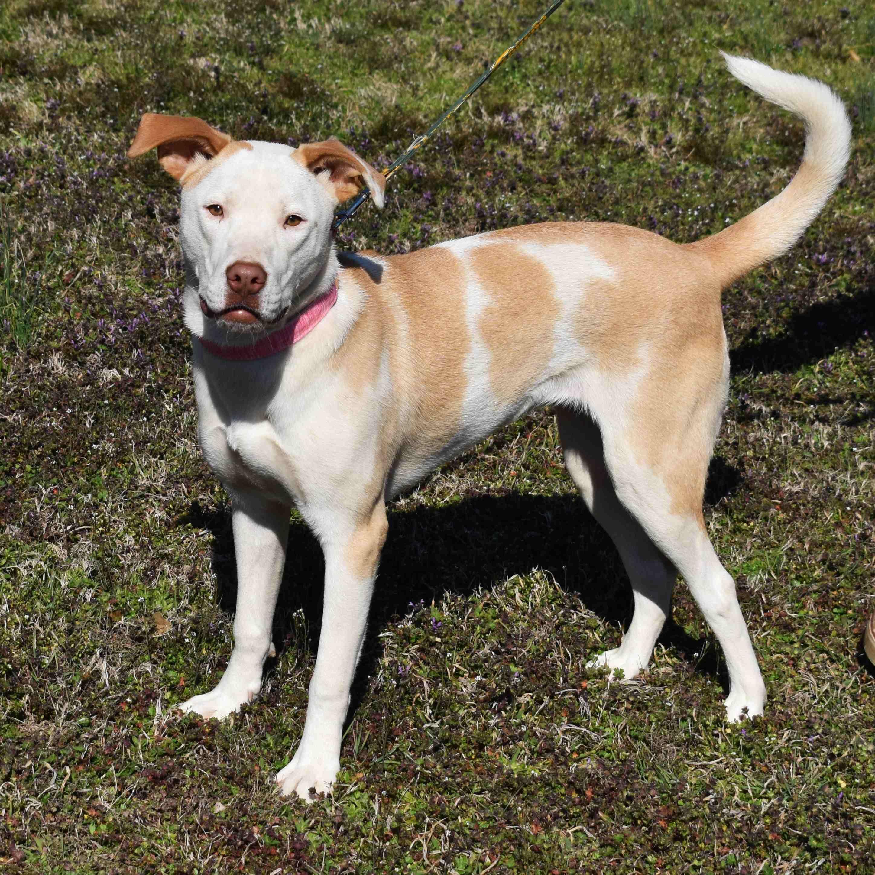 Enlarge Misty, a ADOPTABLE Mixed Breed in Searcy, AR image 1/6