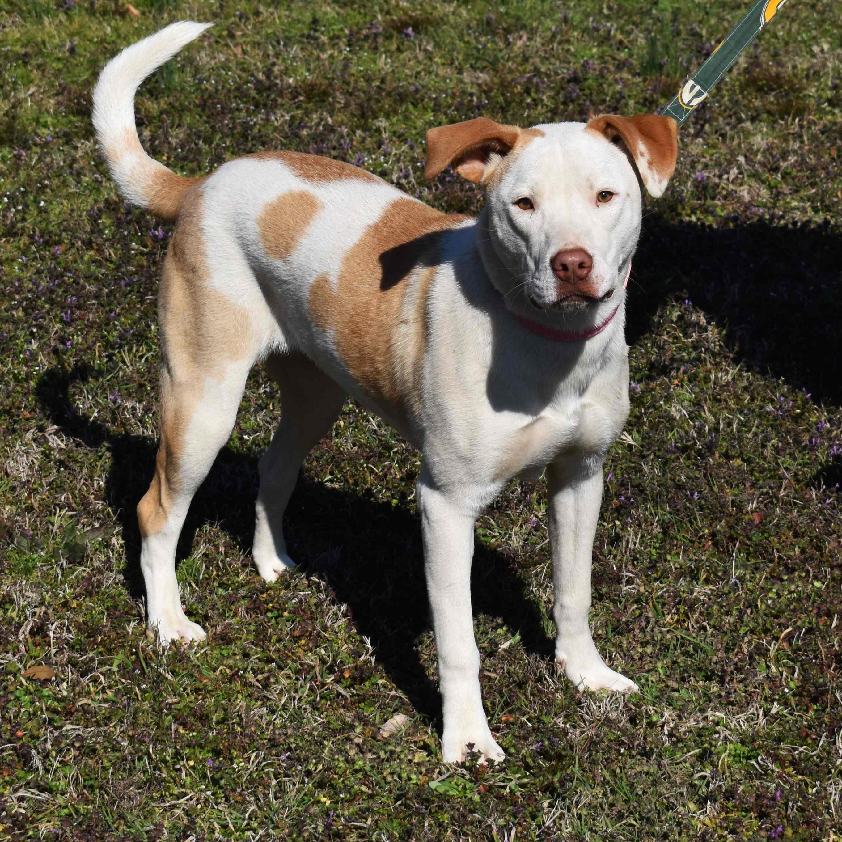 Enlarge Misty, a ADOPTABLE Mixed Breed in Searcy, AR image 6/6