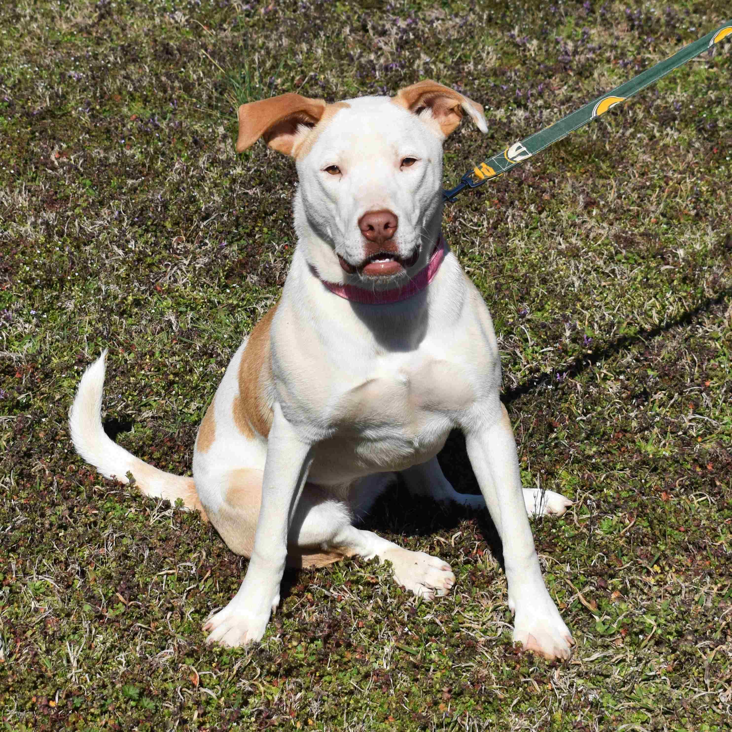 Enlarge Misty, a ADOPTABLE Mixed Breed in Searcy, AR image 2/6