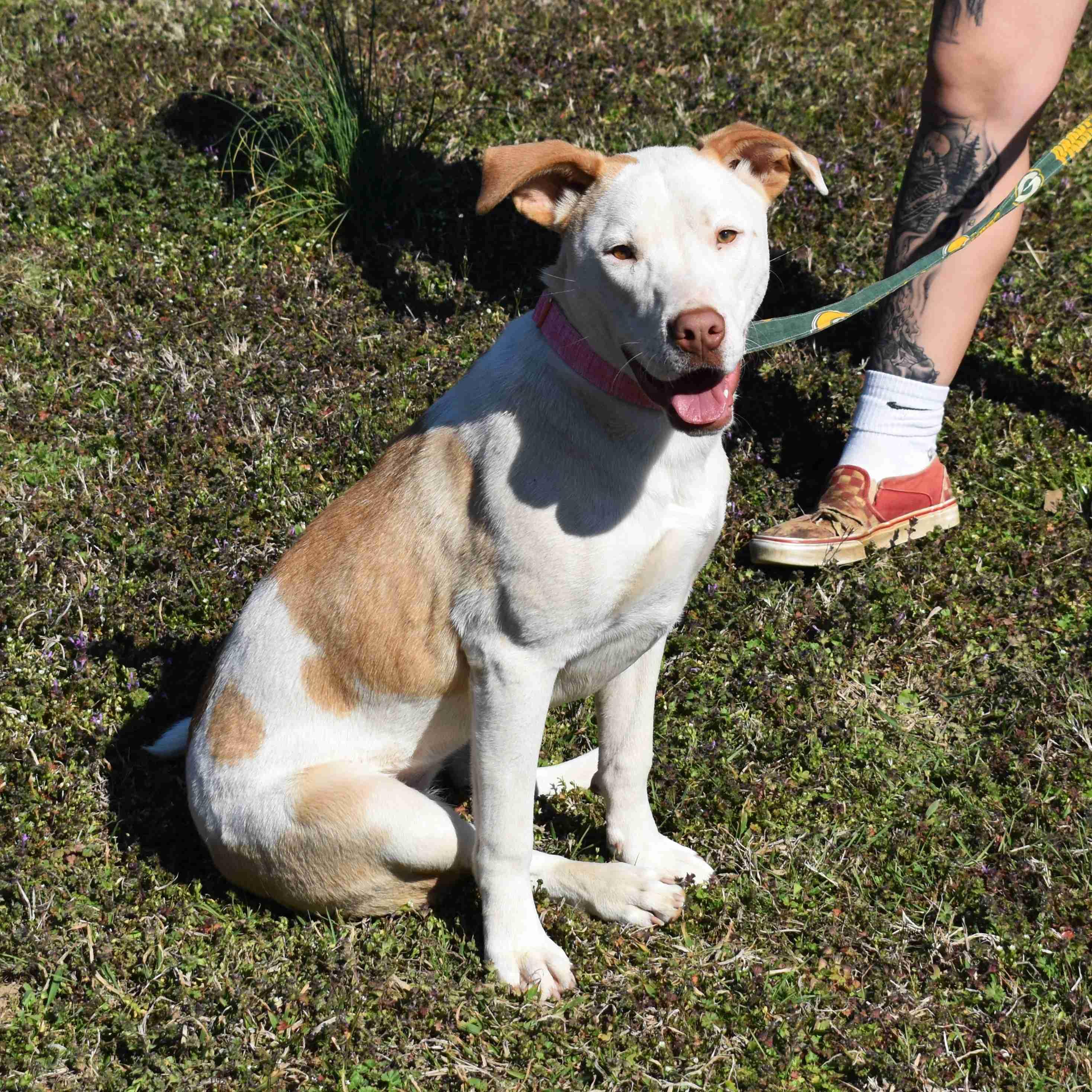 Enlarge Misty, a ADOPTABLE Mixed Breed in Searcy, AR image 3/6