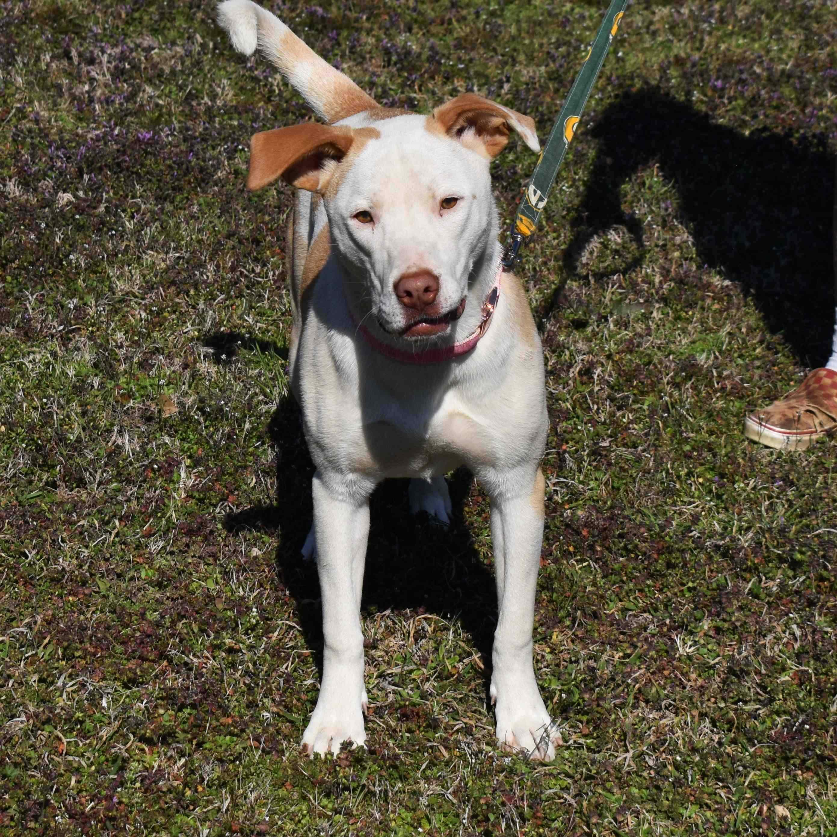 Enlarge Misty, a ADOPTABLE Mixed Breed in Searcy, AR image 4/6