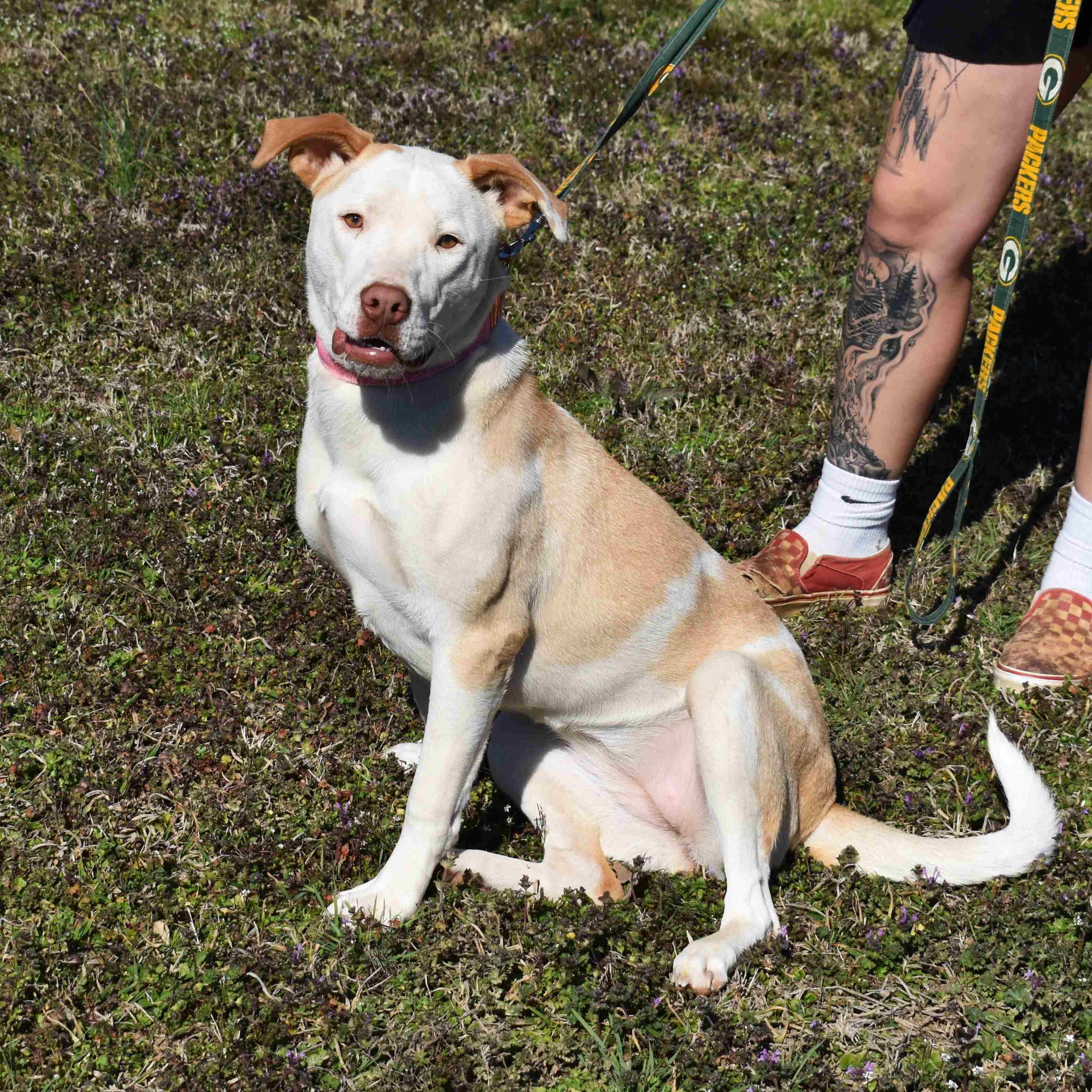Enlarge Misty, a ADOPTABLE Mixed Breed in Searcy, AR image 5/6