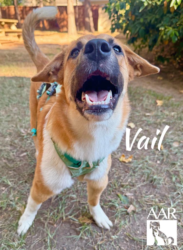 Vail, Adoptable, Young Female Labrador Retriever.