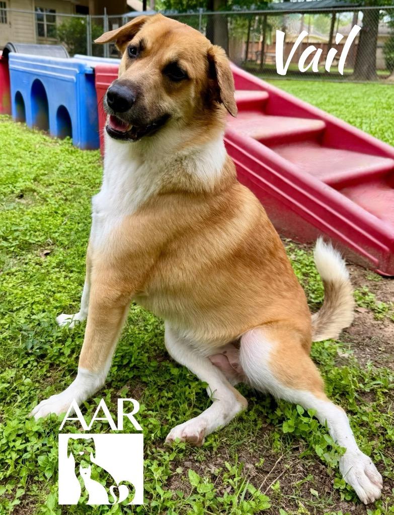 Vail, Adoptable, Young Female Labrador Retriever.