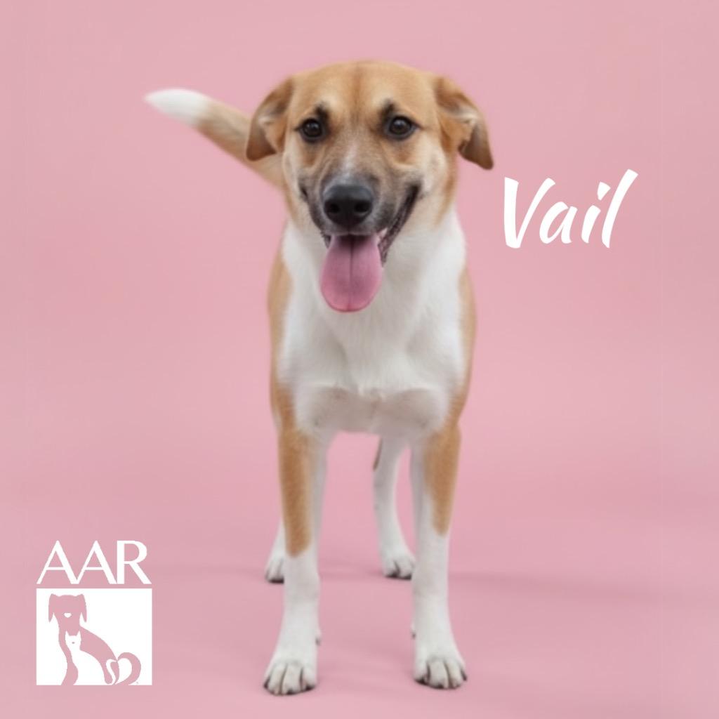 Vail, Adoptable, Young Female Labrador Retriever.