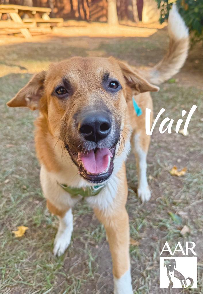 Enlarge Vail, a Adoptable mixed breed in Magnolia, TX image 5/5