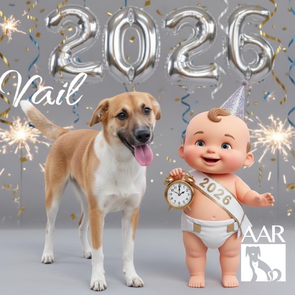 Enlarge Vail, a Adoptable mixed breed in Magnolia, TX image 6/6