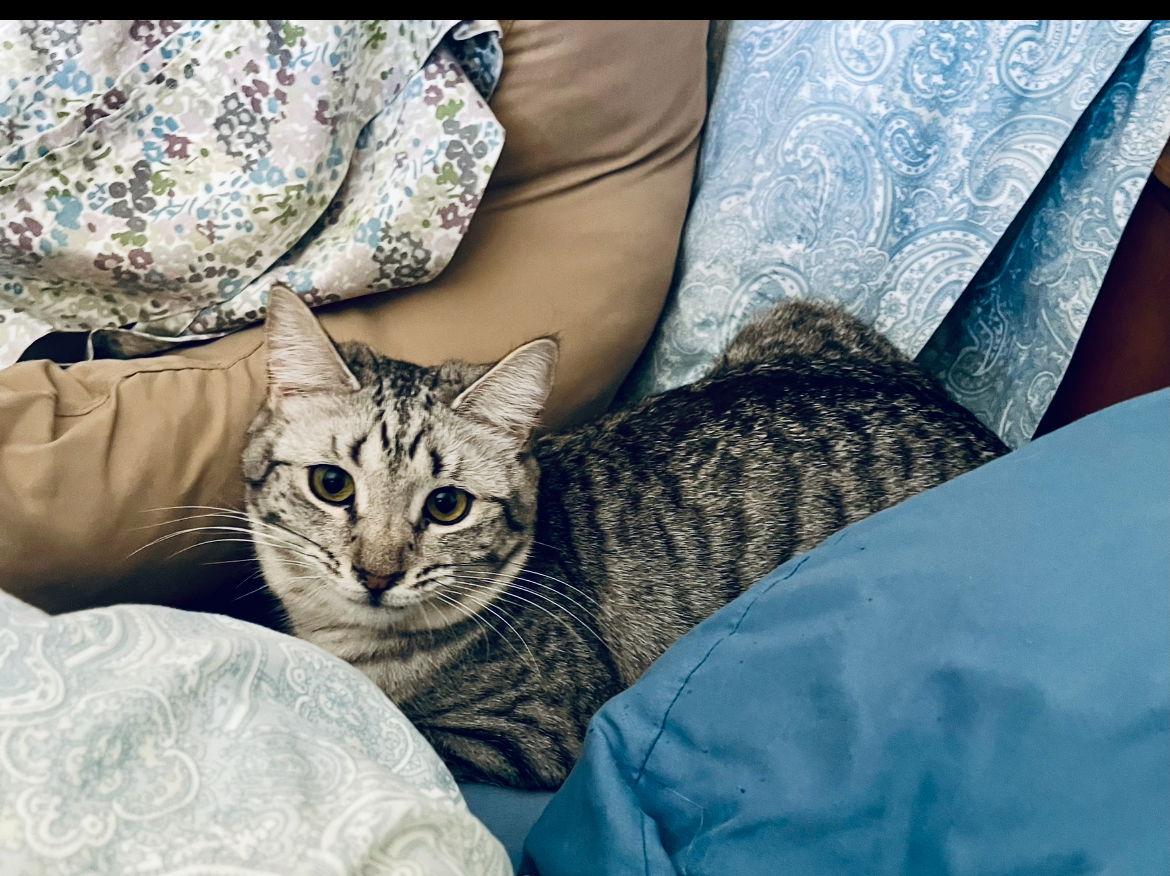 Francie, Adopted, Young Female Domestic Short Hair & Tabby.