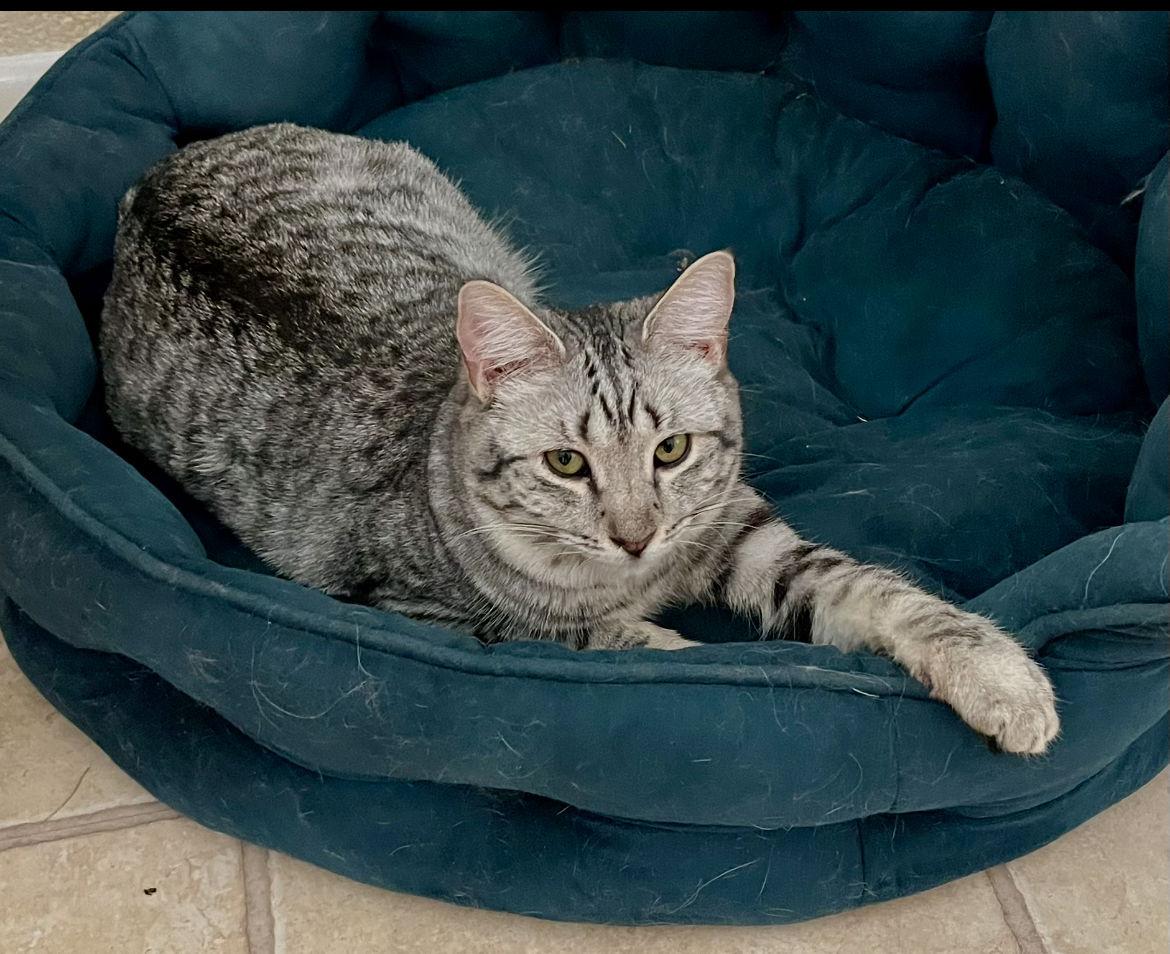 Enlarge Francie, a Adopted mixed breed in Phoenix, AZ image 2/3