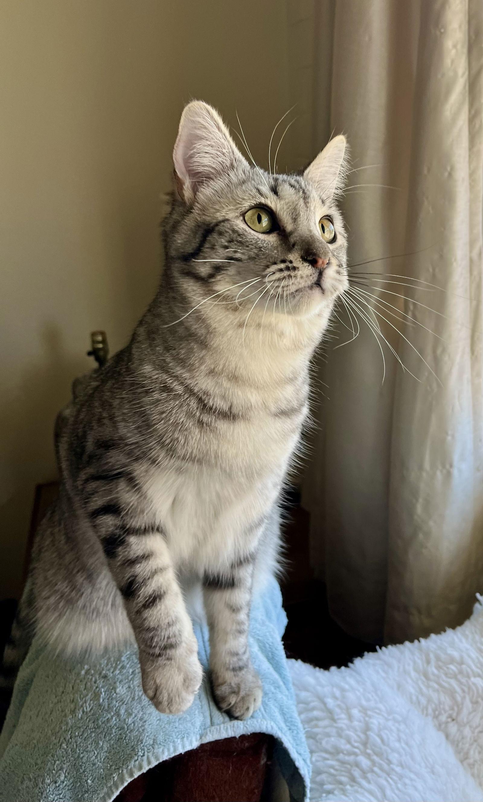 Enlarge Francie, a Adopted mixed breed in Phoenix, AZ image 3/3