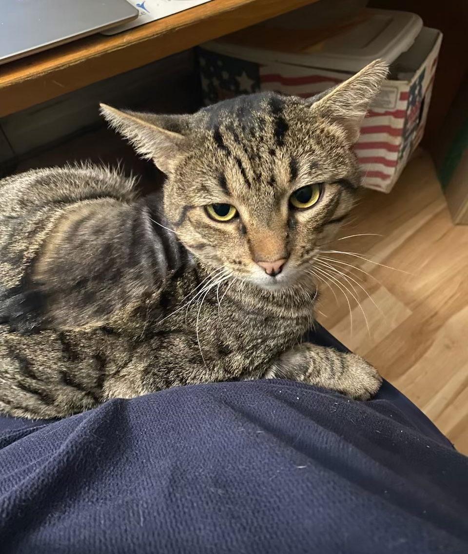 Enlarge Sweet William, a Adoptable mixed breed in Castro Valley, CA image 1/3