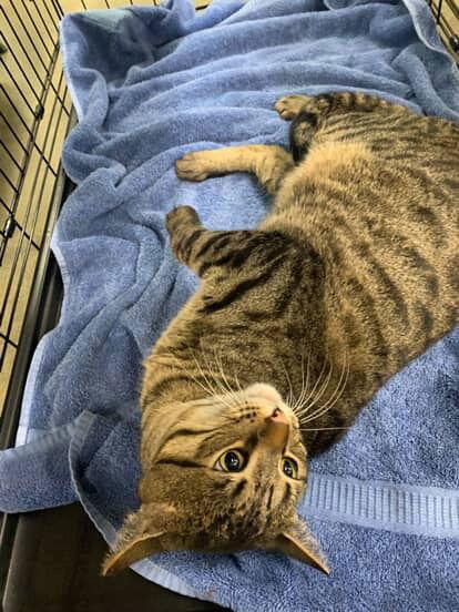 Enlarge Sweet William, a Adoptable mixed breed in Castro Valley, CA image 2/3