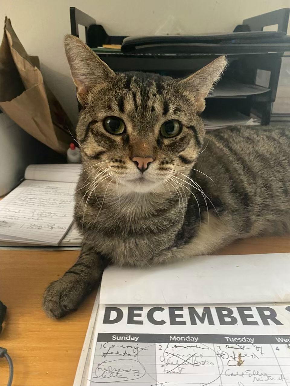 Enlarge Sweet William, a Adoptable mixed breed in Castro Valley, CA image 3/3