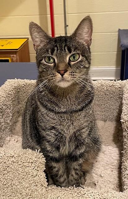 Enlarge Rain (LE), a Adoptable Domestic Short Hair in Little Falls, NJ image 1/3