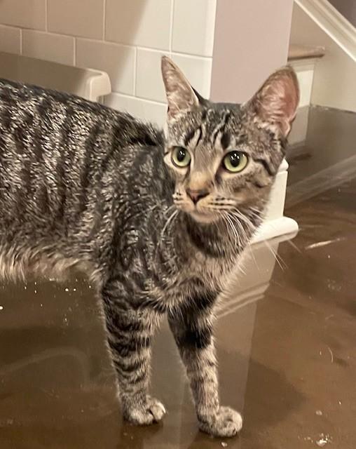 Rain (LE), Adoptable, Adult Female Domestic Short Hair.