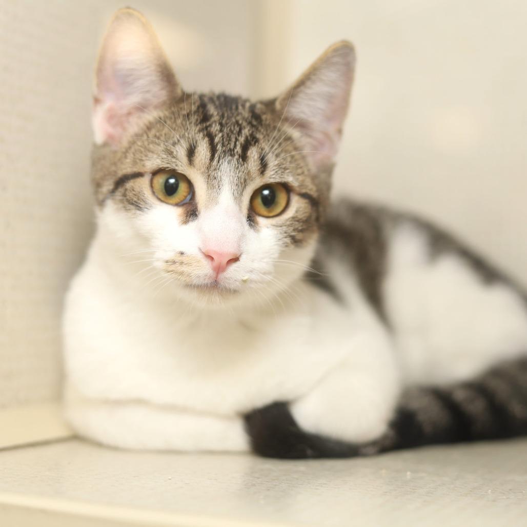 Fortunado, Adoptable, Young Male Domestic Short Hair.