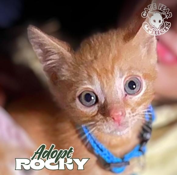 Enlarge Rocky, an adopted Tabby in Wilmington, NC image 1/1