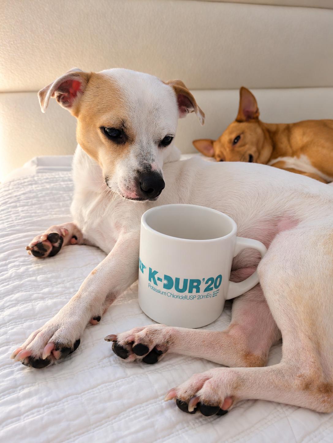 Mason, Adoptable, Adult Male Chihuahua.