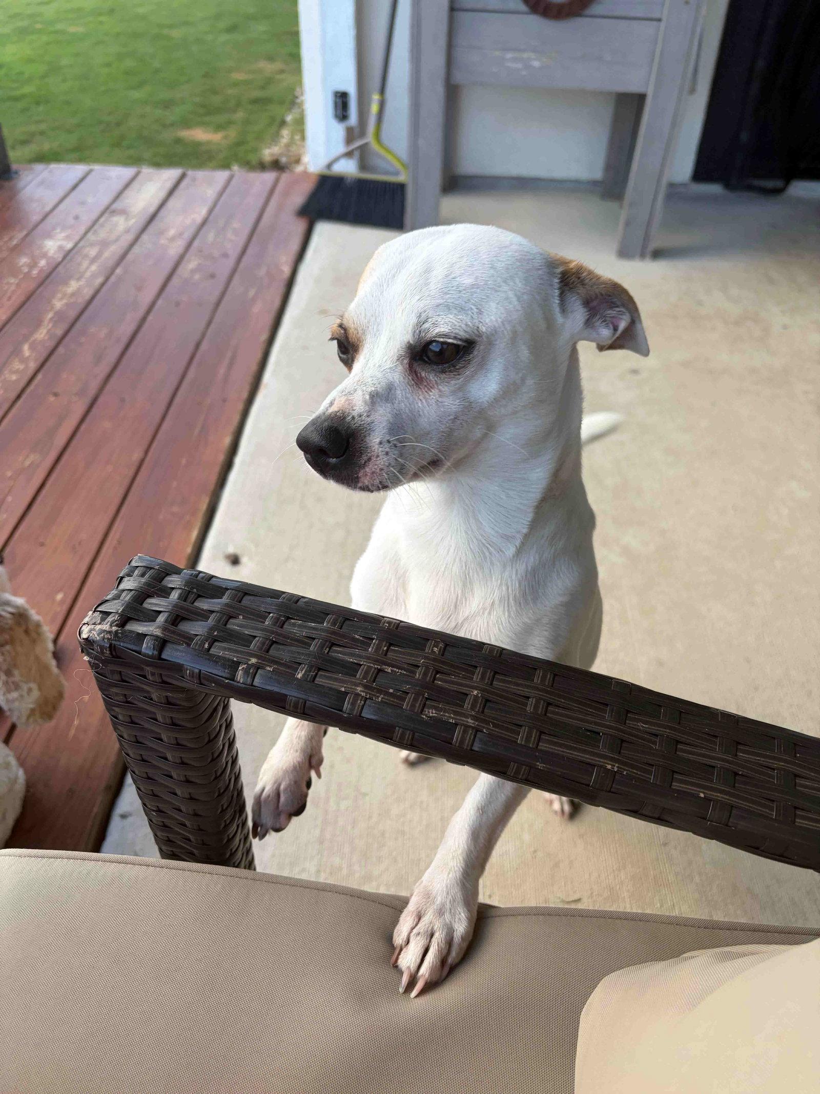 Enlarge Mason, a Adoptable Chihuahua in PITTSBURGH, PA image 2/3