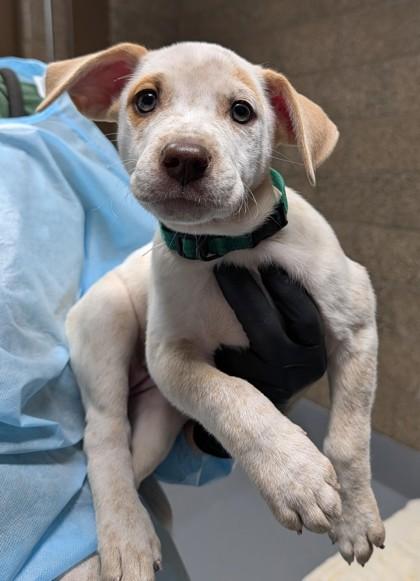 Enlarge Kickstart, a Adoptable mixed breed in Eugene, OR image 1/1