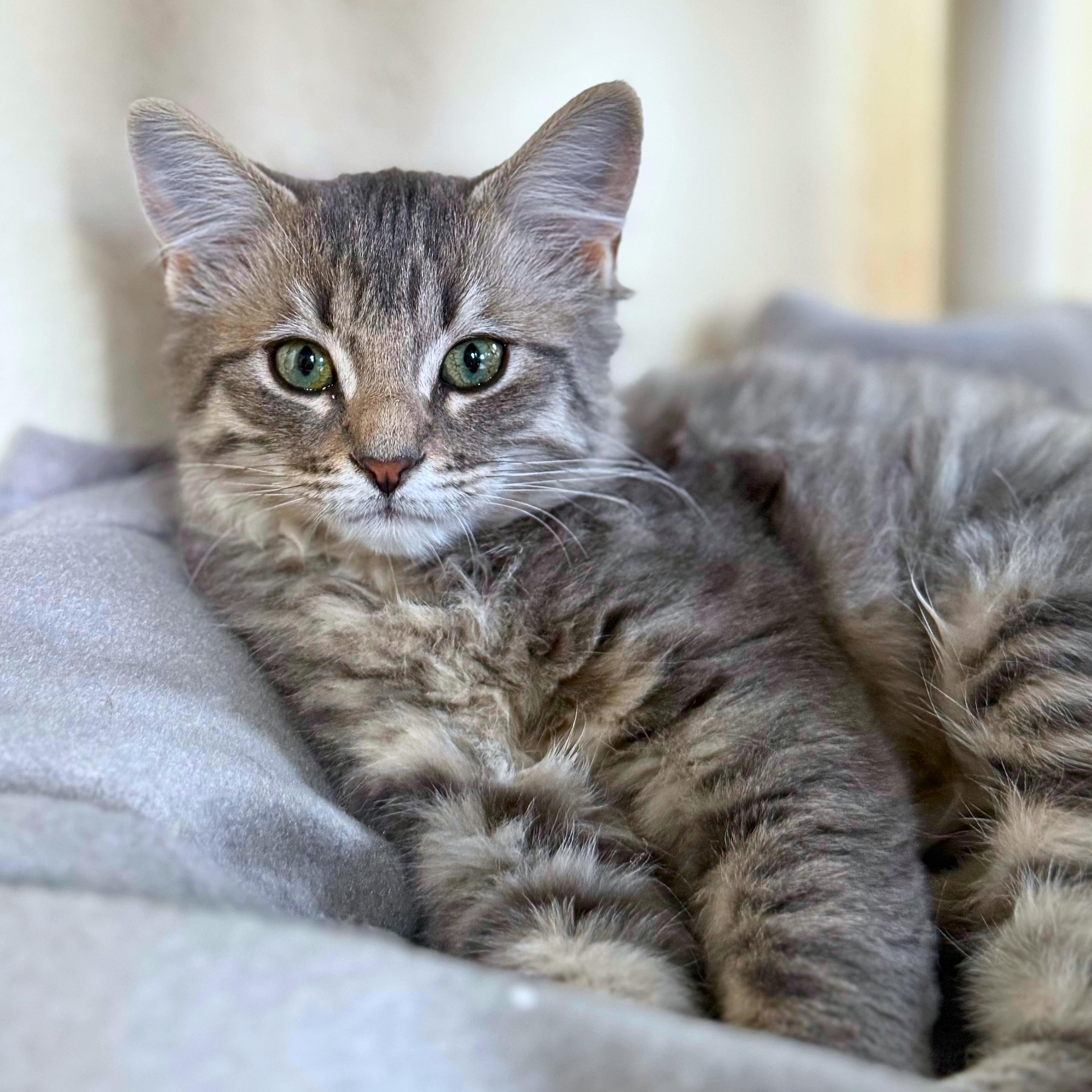 Smudge, Adopted, Kitten Female Domestic Medium Hair.
