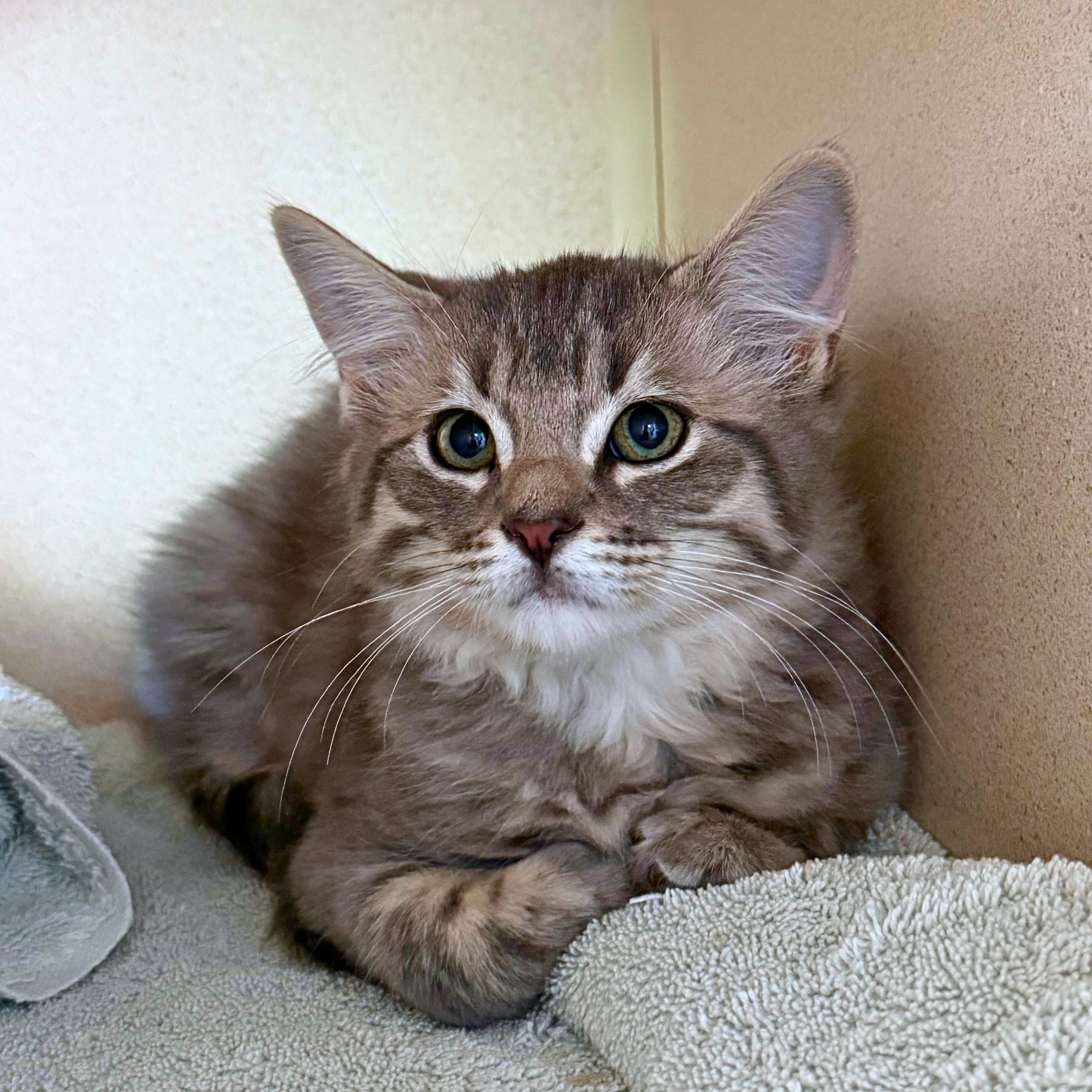 Enlarge Smudge, a Adopted Domestic Medium Hair in Ridgway, CO image 2/6