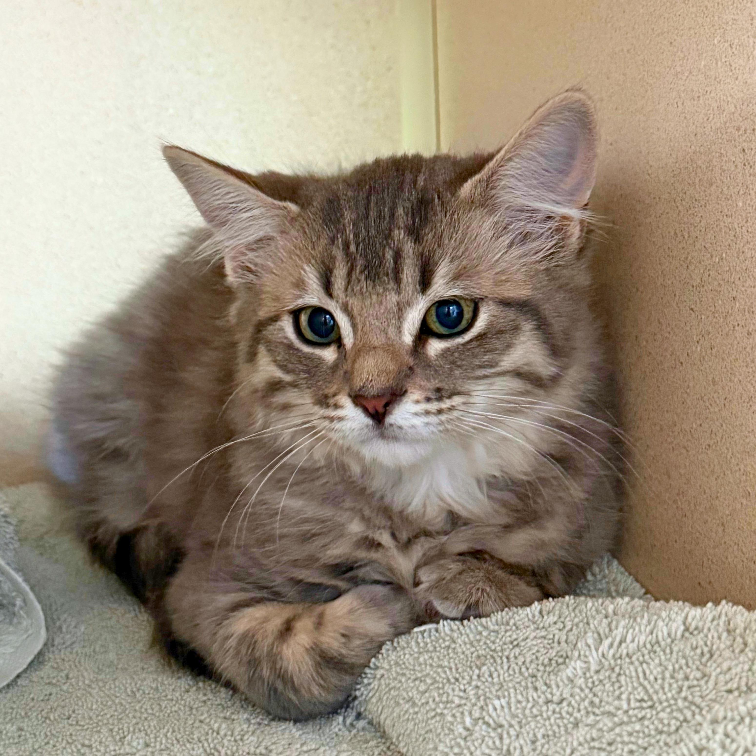 Enlarge Smudge, a Adopted Domestic Medium Hair in Ridgway, CO image 5/6