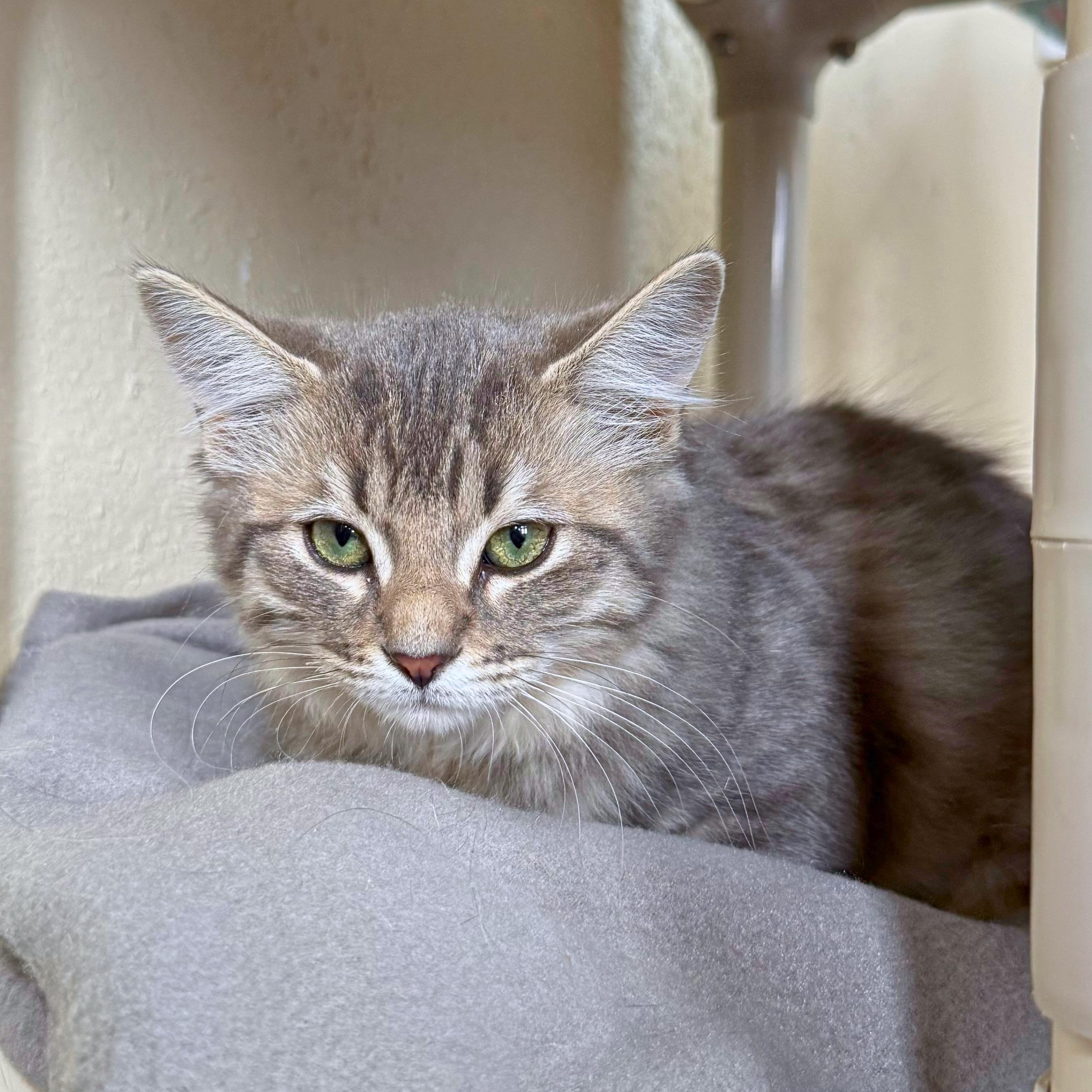 Enlarge Smudge, a Adopted Domestic Medium Hair in Ridgway, CO image 4/6