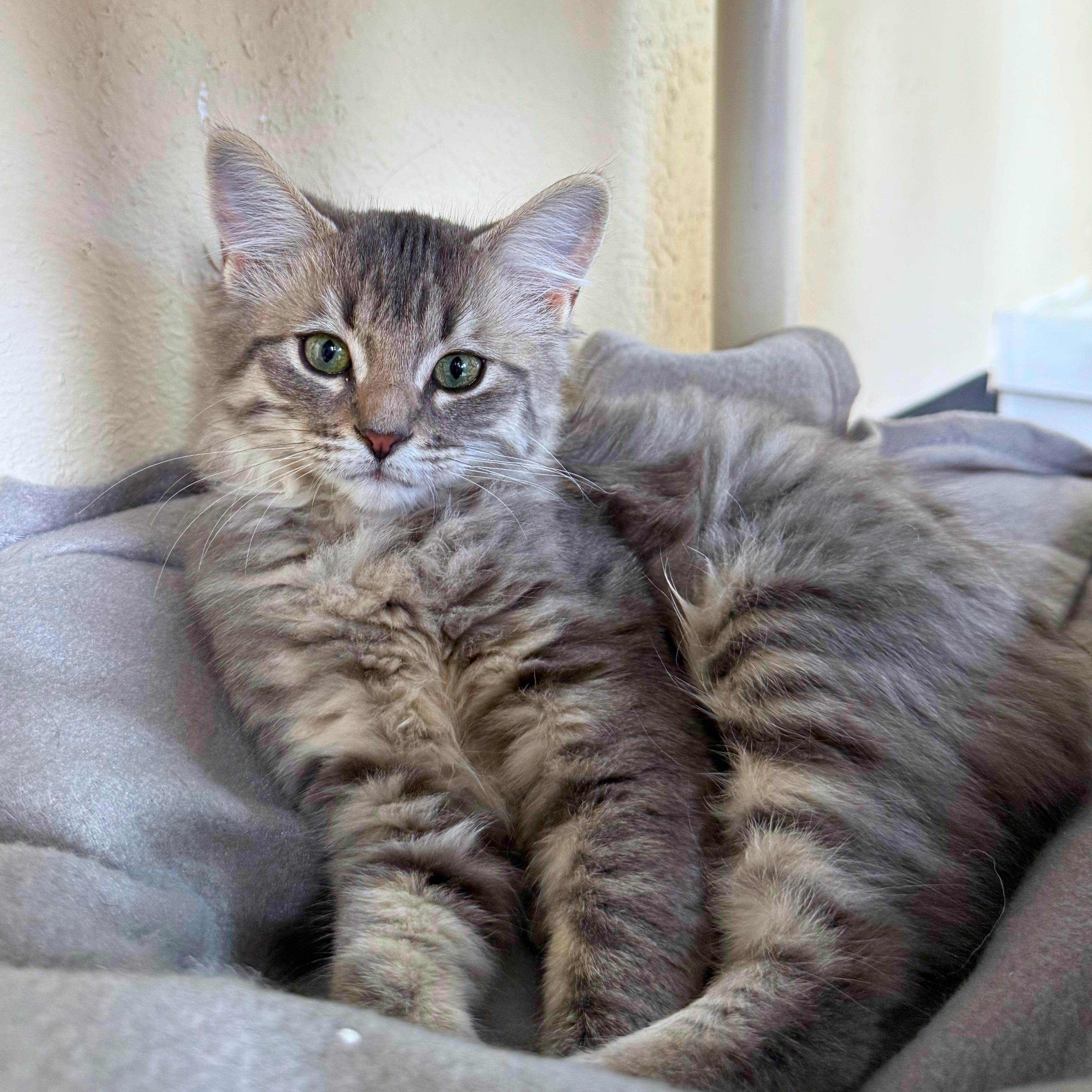 Enlarge Smudge, a Adopted Domestic Medium Hair in Ridgway, CO image 3/6