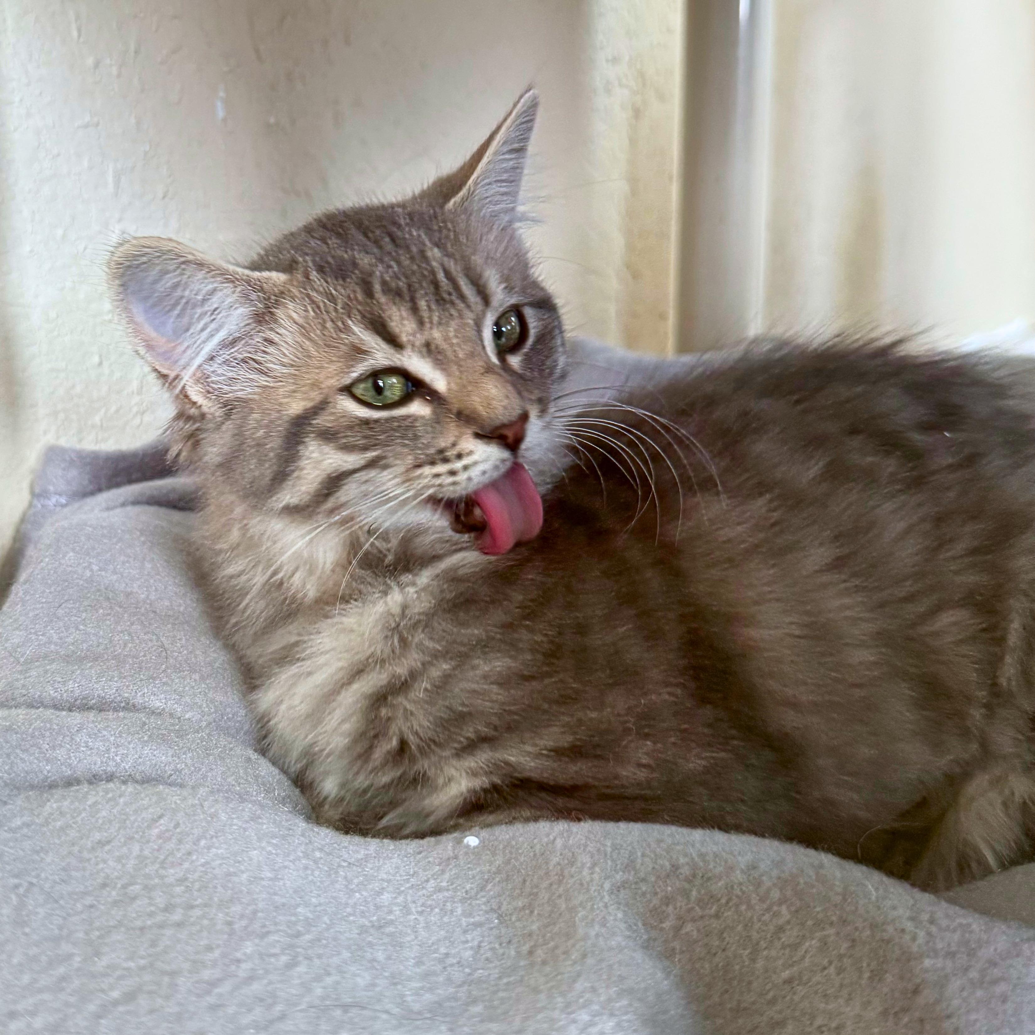 Enlarge Smudge, a Adopted Domestic Medium Hair in Ridgway, CO image 6/6
