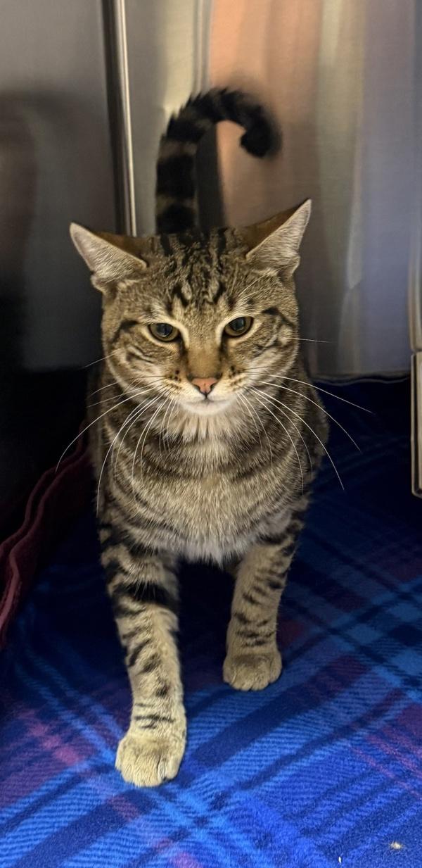 Spangler, Adoptable, Young Male Domestic Short Hair.