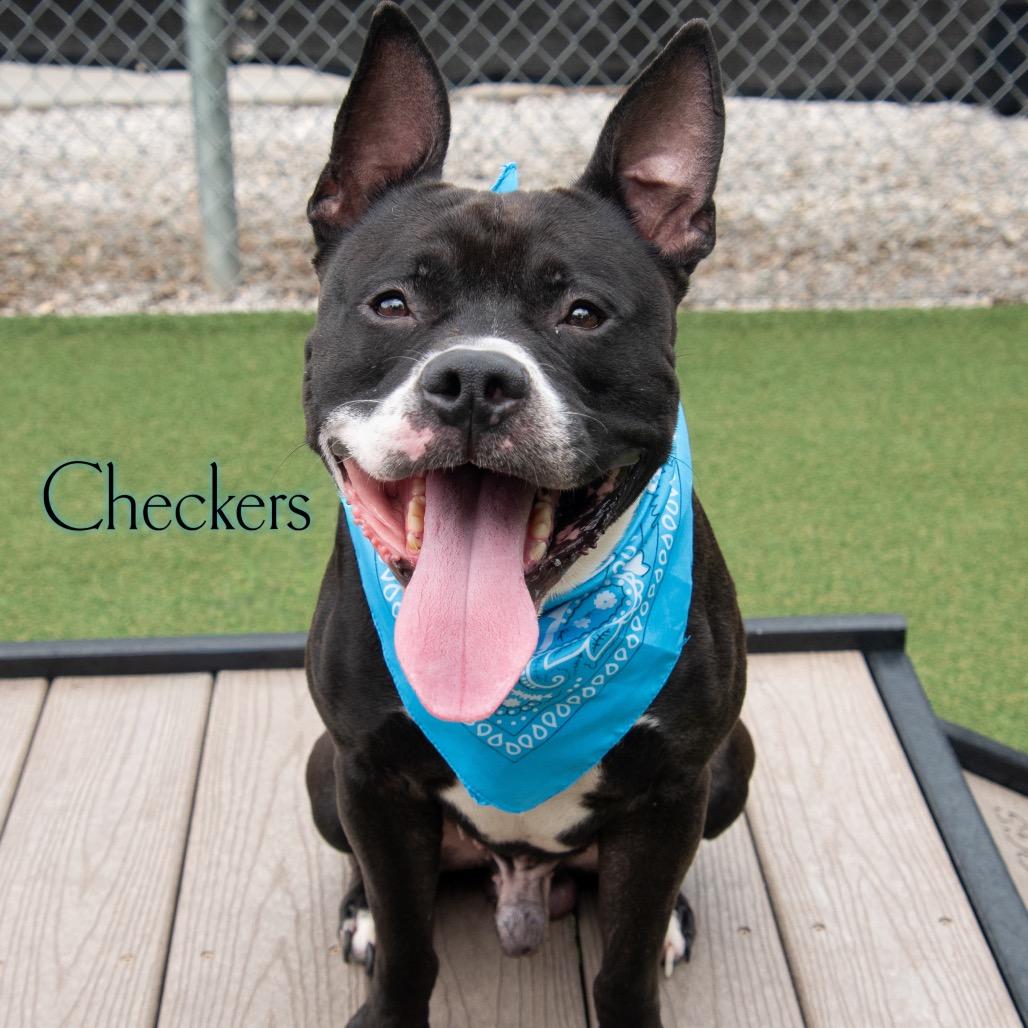 Checkers, Adoptable, Adult Male Pit Bull Terrier & Mixed Breed.