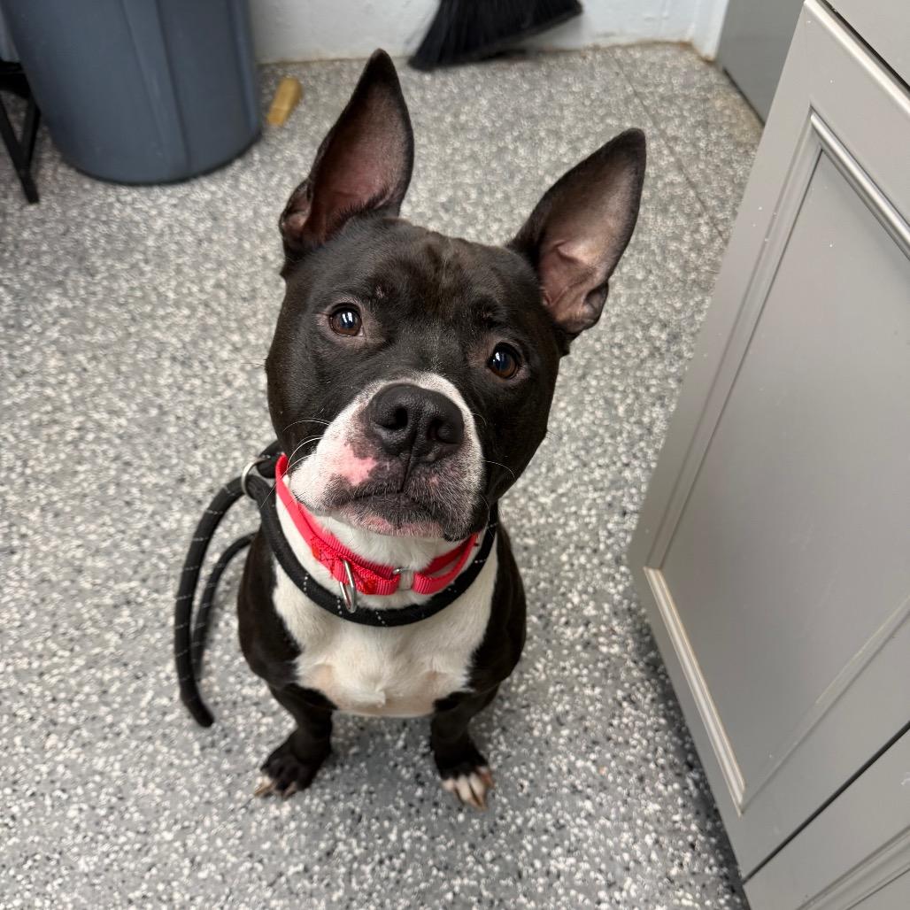 Enlarge Checkers, a Adoptable mixed breed in Parkersburg, WV image 2/4