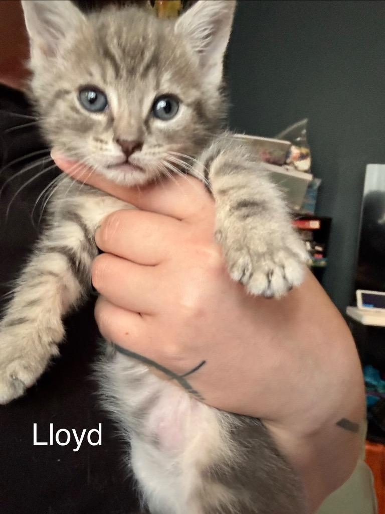 Lloyd, Adoptable, Kitten Male Domestic Short Hair.