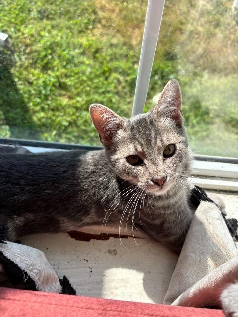 Enlarge Lloyd, a Adoptable mixed breed in Johnson City, TN image 2/5