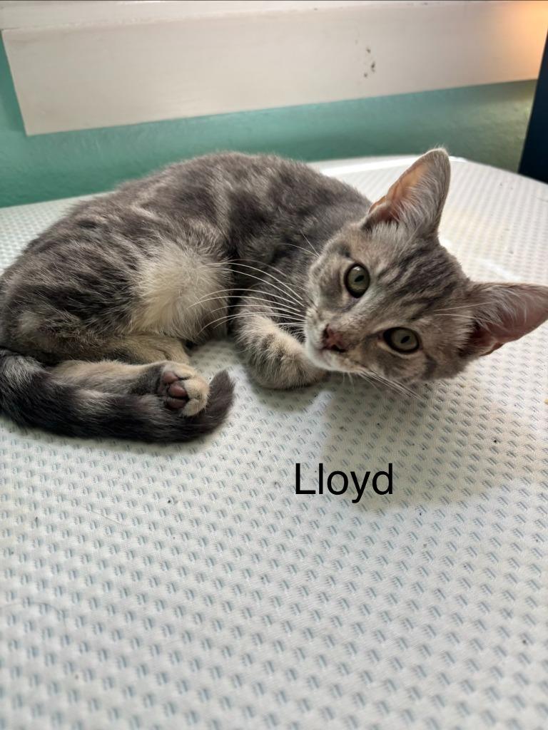 Enlarge Lloyd, a Adoptable mixed breed in Johnson City, TN image 3/5