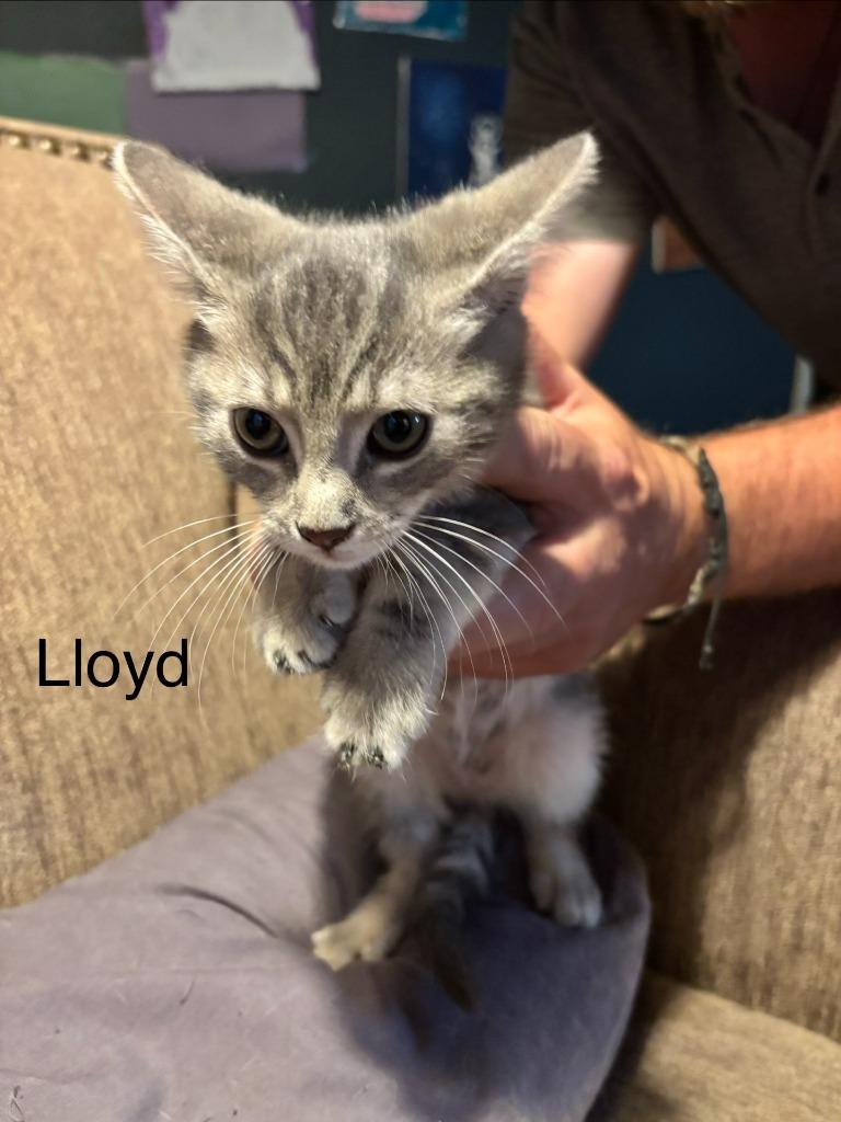 Enlarge Lloyd, a Adoptable mixed breed in Johnson City, TN image 4/5