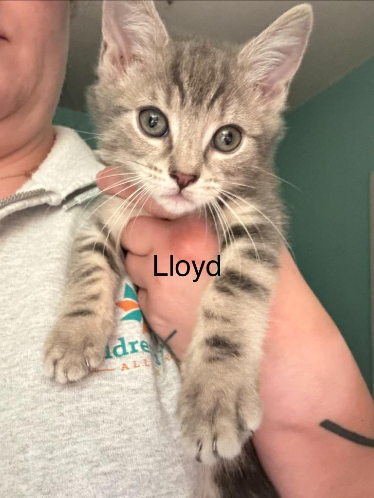 Enlarge Lloyd, a Adoptable mixed breed in Johnson City, TN image 5/5