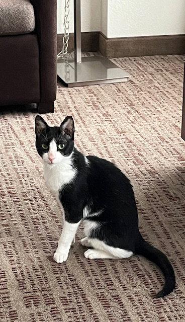 Feta - FEE SPONSORED!, a Adoptable Egyptian Mau in Herndon, VA image 1/3
